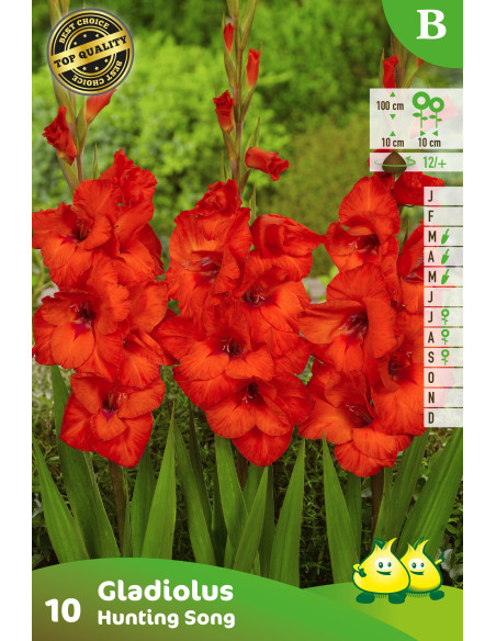 Glaieuls en sachet *10