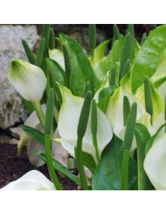 Arum bananier blanc 2