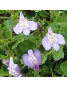 Mazus rampante
