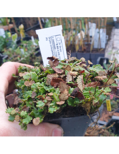 Dryade à huit pétales