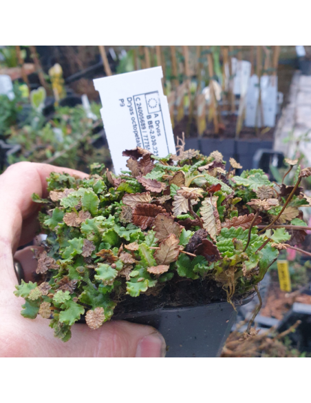 Dryade à huit pétales