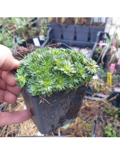Saxifrage "Pixie" 2