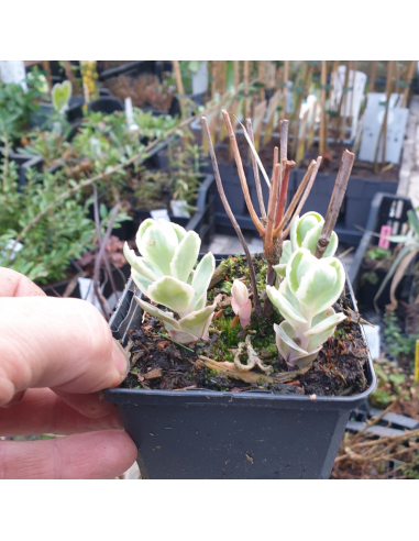 Orpin Frosty Morn - Sedum Hyb. Frosty Morn