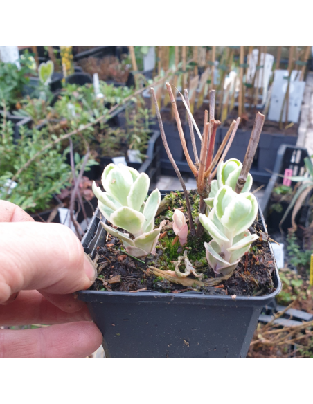 Orpin Frosty Morn - Sedum Hyb. Frosty Morn
