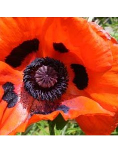 Pavot d'orient "Marcus Perry"