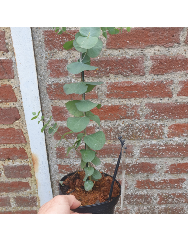 Gommier cidre - Eucalyptus Gunnii