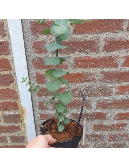 Gommier cidre - Eucalyptus Gunnii