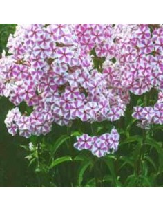Phlox maculata natasha