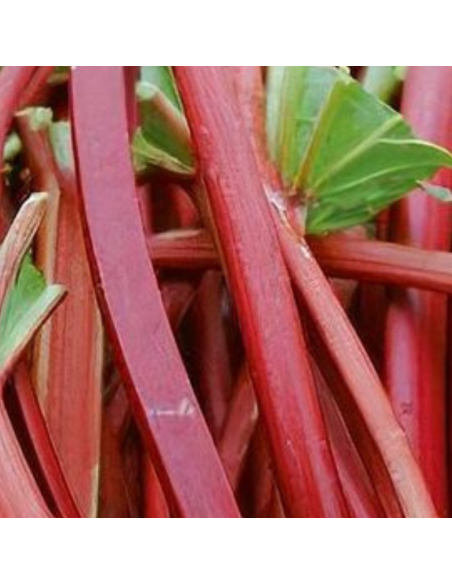 Rhubarbe hybride Frambozen Rood