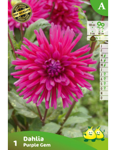 Dahlia cactus Purple Gem
