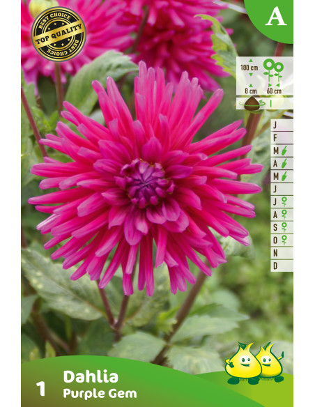 Dahlia cactus Purple Gem