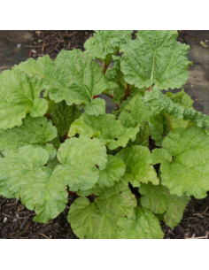 Rhubarbe hybride Early Champagne