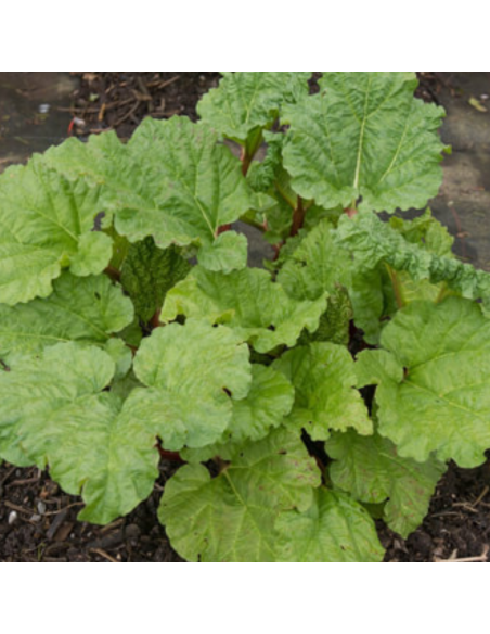 Rhubarbe hybride Early Champagne