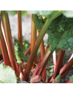 Rhubarbe hybride Early Champagne 2