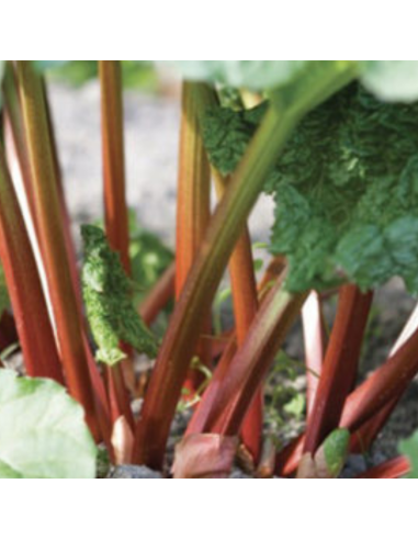 Rhubarbe hybride Early Champagne