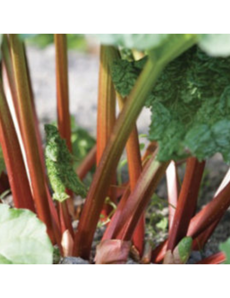 Rhubarbe hybride Early Champagne