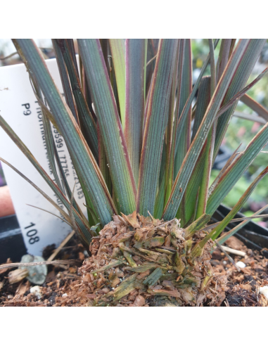 Lin de Nouvelle Zélande - Phormium tenax Purpureum