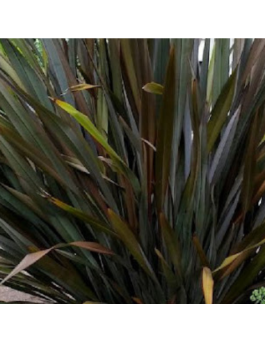 Lin de Nouvelle Zélande - Phormium tenax Purpureum