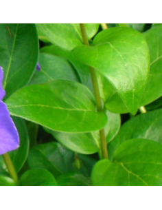 Grande pervenche - Vinca Major 2