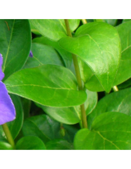 Grande pervenche - Vinca Major