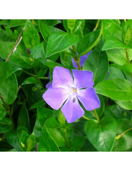 Grande pervenche - Vinca Major