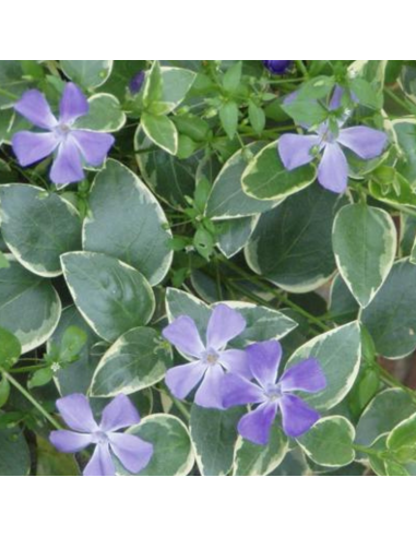 Grande pervenche panachée - Vinca Major variegata