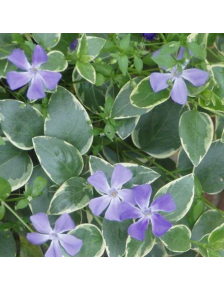 Grande pervenche panachée - Vinca Major variegata