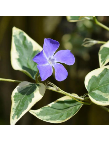Grande pervenche panachée - Vinca Major variegata