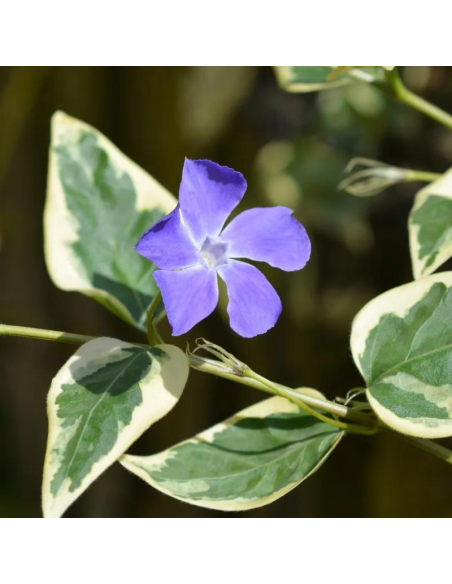 Grande pervenche panachée - Vinca Major variegata