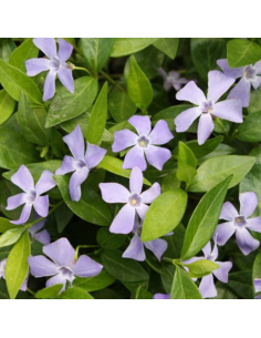 Petite pervenche "La grave" - Vinca Minor La Grave