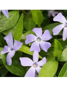 Petite pervenche "La grave" - Vinca Minor La Grave 2