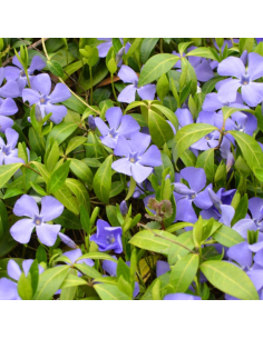 Petite pervenche - Vinca Minor