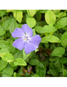 Petite pervenche - Vinca Minor 2