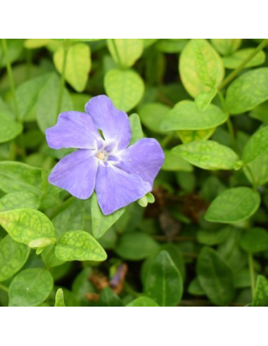 Petite pervenche - Vinca Minor