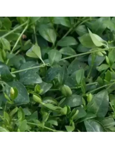 Petite pervenche Gertrude Jekyll - Vinca Minor Gertrude... 2