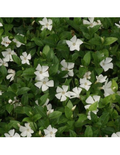 Petite pervenche Gertrude Jekyll - Vinca Minor Gertrude...