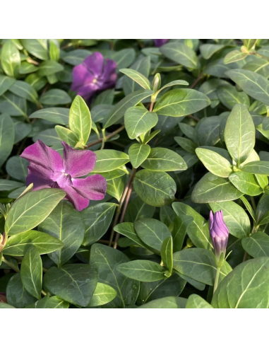 Petite pervenche pourpre - Vinca Minor Atropurpurea