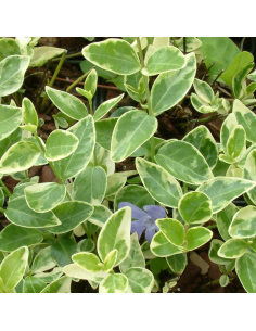 Petite pervenche à feuillage panaché - Vinca Minor Variegata