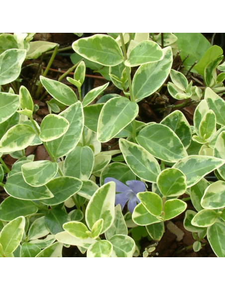 Petite pervenche à feuillage panaché - Vinca Minor Variegata
