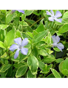 Petite pervenche à feuillage panaché - Vinca Minor Variegata 2