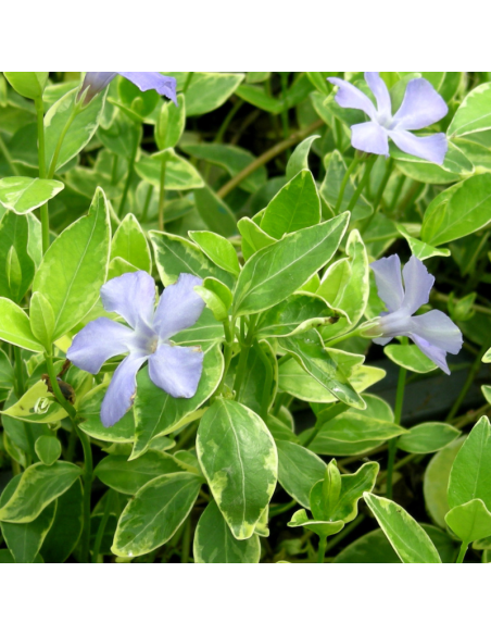 Petite pervenche à feuillage panaché - Vinca Minor Variegata