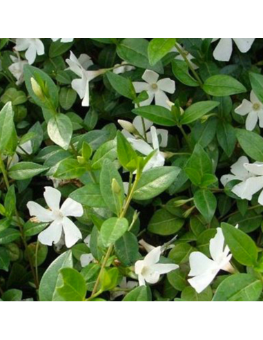 Petite pervenche blanche - Vinca Minor Alba