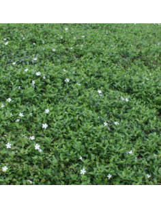 Petite pervenche blanche - Vinca Minor Alba 2