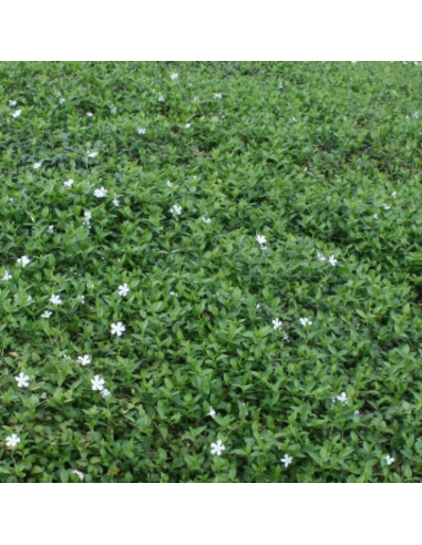 Petite pervenche blanche - Vinca Minor Alba