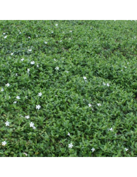 Petite pervenche blanche - Vinca Minor Alba