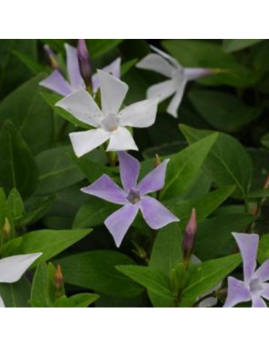 Pervenche difforme - Vinca Difformis