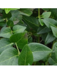 Pervenche difforme - Vinca Difformis 2