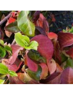 Fusain d'Europe Dart's Blanket - Euonymus Dart's Blanket 2