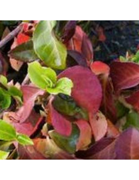 Fusain d'Europe Dart's Blanket - Euonymus Dart's Blanket