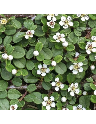 Cotoneaster à petites feuilles - Cotoneaster Procumbens Queen of Carpets